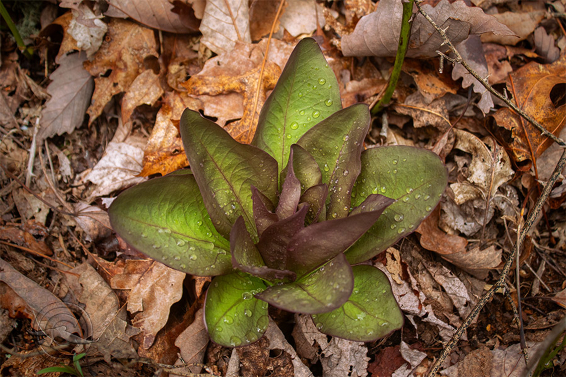 Frasera caroliniensis American Columbo<br />
Frasera caroliniensis American Columbo,Frasera caroliniensis,Geotagged,United States