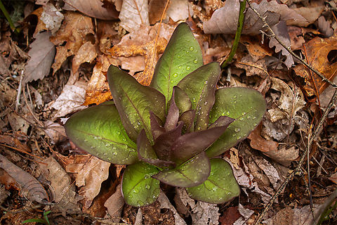 Frasera caroliniensis American Columbo
Frasera caroliniensis American Columbo,Frasera caroliniensis,Geotagged,United States