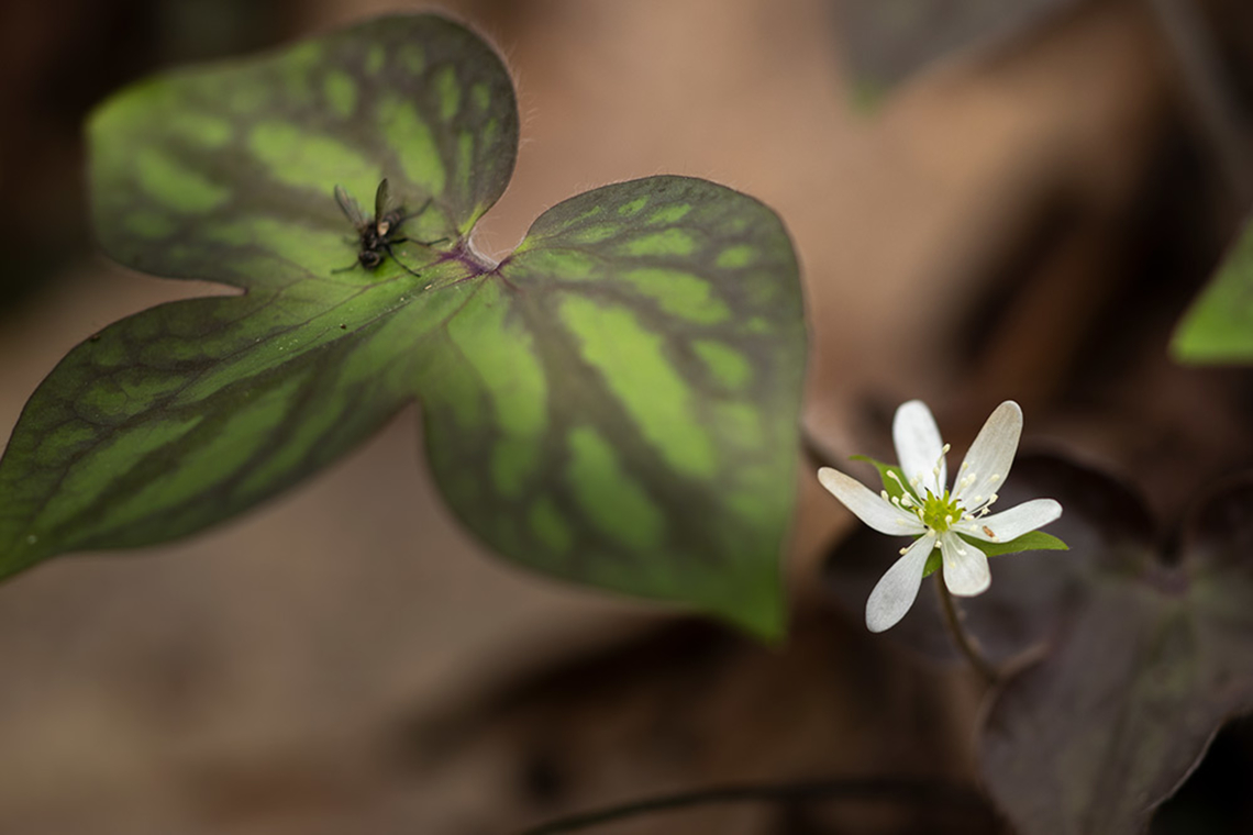 Hepatica acutiloba Sharp-lobed Hepatica<br />
Hepatica acutiloba Geotagged,Hepatica acutiloba,Sharp-lobed Hepatica,United States