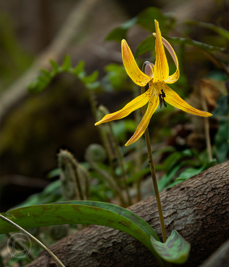 Erythronium umbilicatum Dimpled Trout Lily<br />
Erythronium umbilicatum Dimpled Trout Lily,Dimpled trout lily,Erythronium umbilicatum,Geotagged,United States
