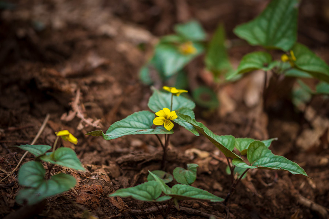 Viola hastata Halberd-leaved Violet {Viola hastata} Geotagged,Halberd-leaved yellow violet,United States,Viola hastata