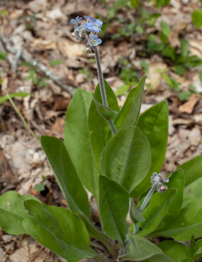 Andersonglossum virginianum Wild Comfrey<br />
Andersonglossum virginianum Andersonglossum virginianum,Geotagged,United States,Wild Comfrey