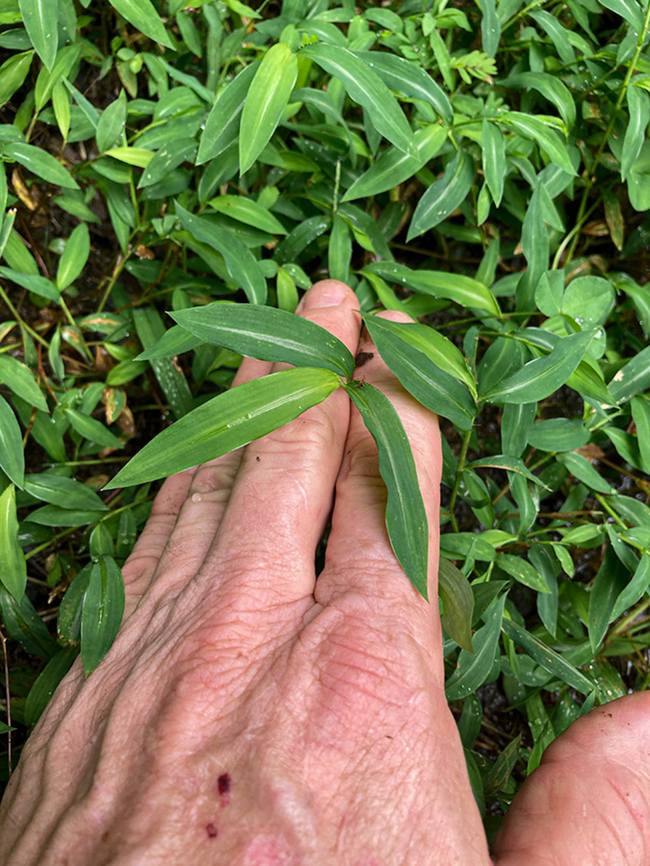Microstegium vimineum Japanese Stiltgrass<br />
Microstegium vimineum Geotagged,Japanese stiltgrass,Microstegium vimineum,United States