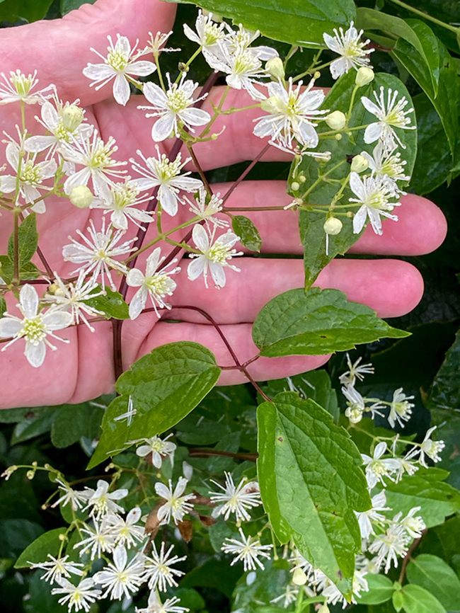 Clematis virginiana Virgin&#039;s-Bower<br />
Clematis virginiana Clematis virginiana,Geotagged,United States,Virginia Virgin's Bower