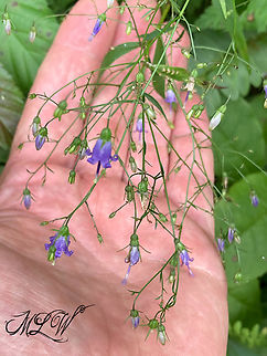 Campanula divaricata Southern Harebell
Campanula divaricata Campanula divaricata,Geotagged,Southern Harebell,United States