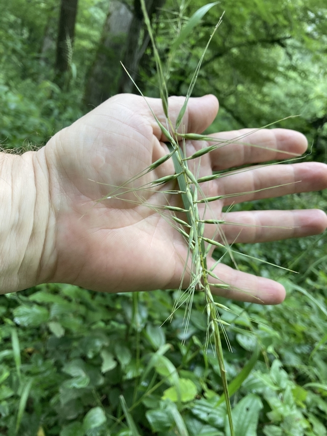 Elymus hystrix Bottlebrush Grass {Elymus hystrix}<br />
 Bottlebrush grass,Elymus hystrix,Geotagged,United States