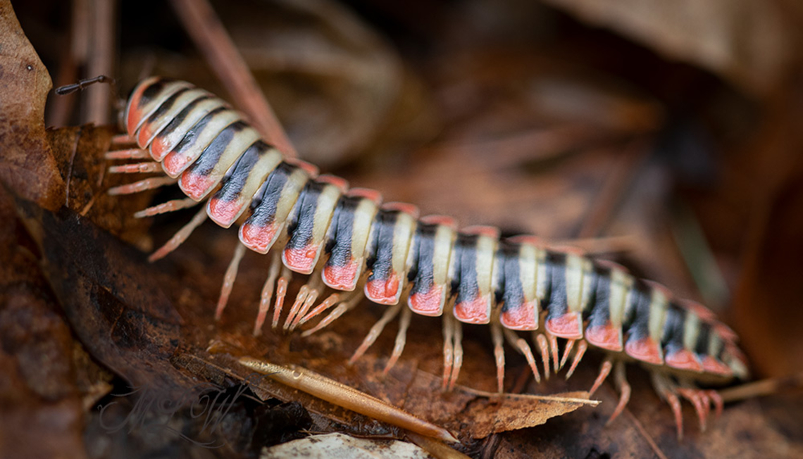 Sigmoria nantahalae Sigmoria nantahalae - identified by Dr. Derek Hennen, PhD Geotagged,Sigmoria nantahalae,United States