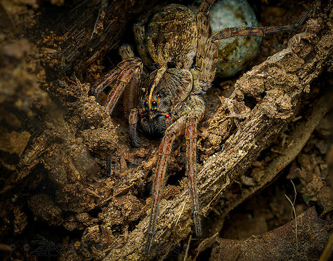 Wolf Spider Genus Tigrosa - Wolf Spider...not sure on the species on this one. Genus Tigrosa,Spider,United States,Wolf Spider,arachnid,spider egg sac