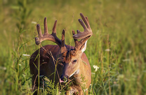 Odocoileus virginianus White-tailed Deer {Odocoileus virginianus}
 Cade's Cove,Geotagged,Odocoileus virginianus,Tennessee,United States,White-tailed Deer,White-tailed deer