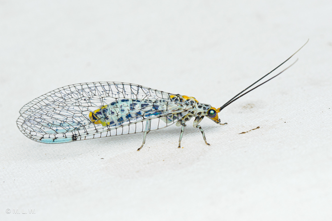 Abachrysa eureka Abachrysa eureka <br />
Ant-loving Lacewing  Abachrysa,Abachrysa eureka,Ant-loving Lacewing,United States,summer
