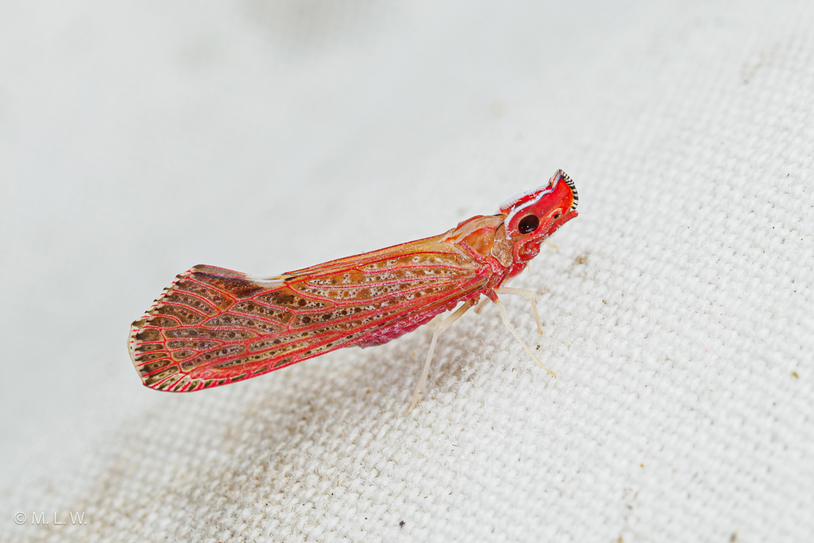 Apache degeeri Apache degeeri - Red-Fanned Planthopper<br />
 Apache degeeri,Red-Fanned Planthopper,United States,insect