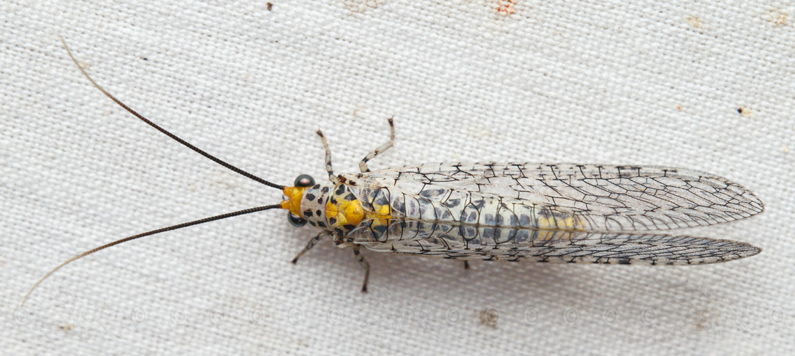 Abachrysa eureka Abachrysa eureka<br />
Ant-loving Lacewing  Abachrysa,Abachrysa eureka,Ant-loving Lacewing,United States