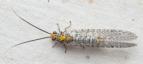 Abachrysa eureka Abachrysa eureka
Ant-loving Lacewing  Abachrysa,Abachrysa eureka,Ant-loving Lacewing,United States