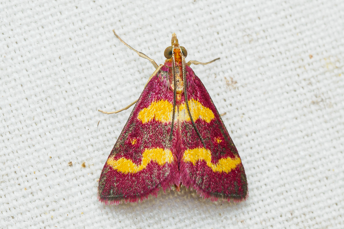 Pyrausta tyralis Coffee-loving Pyrausta Moth - Pyrausta tyralis Coffee-loving Pyrausta Moth,OM Systems,OM1-Mark II,Pyrausta tyralis,United States,macro,summer