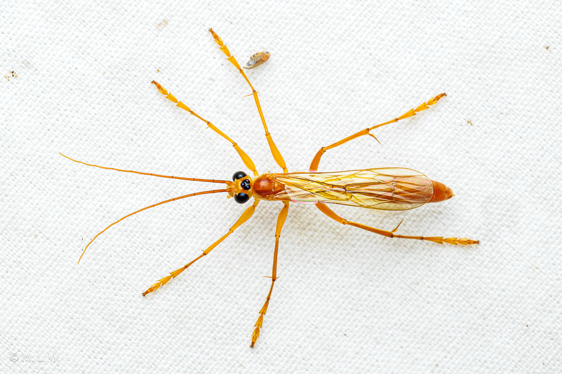Rhopalosoma nearcticum Rhopalosomatid wasp (Rhopalosoma nearcticum)<br />
FOOD: ectoparasitic on crickets of the subfamily Eneopterinae (Orocharis, Hapithus).<br />
Very similar to some ichneumonids (Ophioninae), but the abdomen is rounded and not as compressed, and the wing venation is distinctive. Rhopalosoma nearcticum,Rhopalosomatid wasp,United States