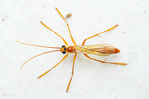Rhopalosoma nearcticum Rhopalosomatid wasp (Rhopalosoma nearcticum)
FOOD: ectoparasitic on crickets of the subfamily Eneopterinae (Orocharis, Hapithus).
Very similar to some ichneumonids (Ophioninae), but the abdomen is rounded and not as compressed, and the wing venation is distinctive. Rhopalosoma nearcticum,Rhopalosomatid wasp,United States