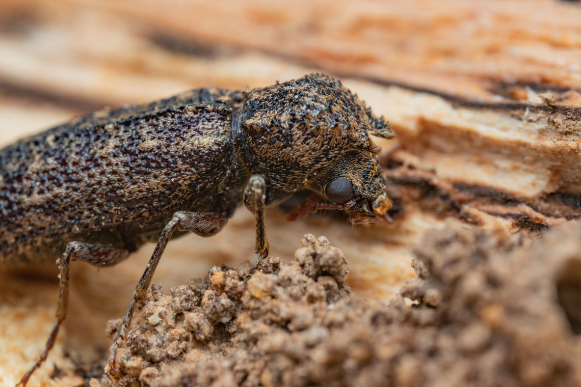 Lichenophanes bicornis Two-horned Powder-post Beetle (Lichenophanes bicornis)<br />
 Lichenophanes bicornis,Two-horned Powder-post Beetle,United States