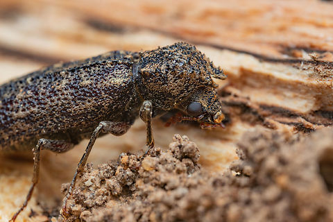 Lichenophanes bicornis Two-horned Powder-post Beetle (Lichenophanes bicornis)
 Lichenophanes bicornis,Two-horned Powder-post Beetle,United States