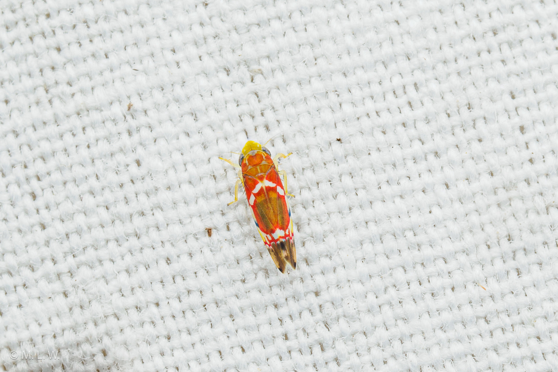 Erythroneura vitis Grapevine Leafhopper  Erythroneura vitis,Grapevine Leafhopper