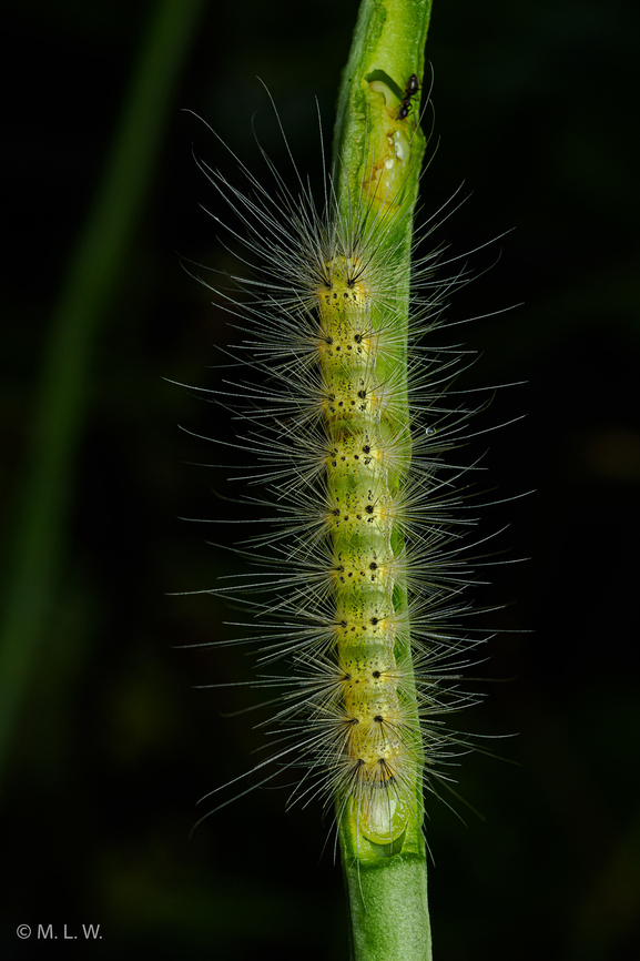 Hyphantria cunea Fall webworm moth Fall webworm,Hyphantria cunea,United States