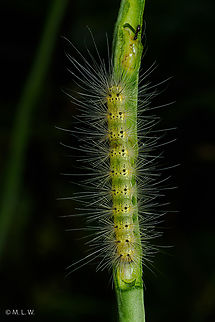 Hyphantria cunea Fall webworm moth Fall webworm,Hyphantria cunea,United States