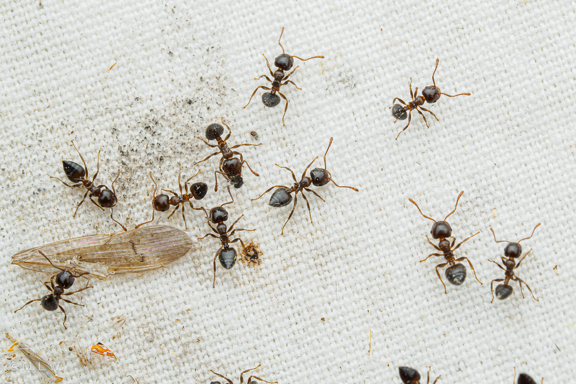 Crematogaster ashmeadi Ashmead's Acrobat Ant Ashmead's Acrobat Ant,Crematogaster ashmeadi