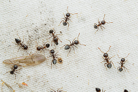 Crematogaster ashmeadi Ashmead's Acrobat Ant Ashmead's Acrobat Ant,Crematogaster ashmeadi