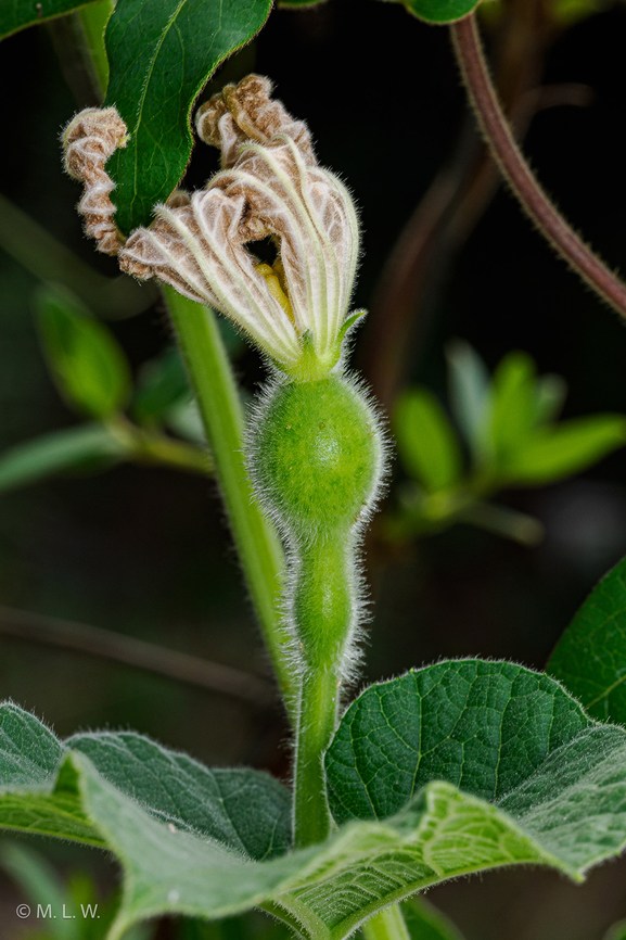 Lagenaria siceraria Calabash Gourd or Bottle Gourd (Lagenaria siceraria) Bottle gourd,Calabash Gourd,Lagenaria siceraria,United States
