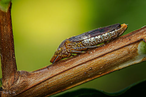 Homalodisca vitripennis Glassy-winged sharpshooter Glassy-winged sharpshooter,Homalodisca vitripennis,insects