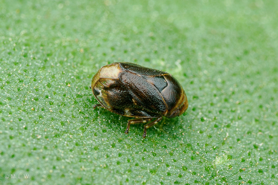 Clastoptera xanthocephala Sunflower Spittlebug Clastoptera xanthocephala,Sunflower Spittlebug,insects