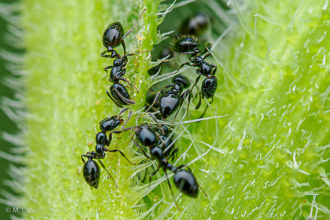 Monomorium minimum Common Trailing Ant  Common Trailing Ant,Little black ant,Monomorium minimum,ants