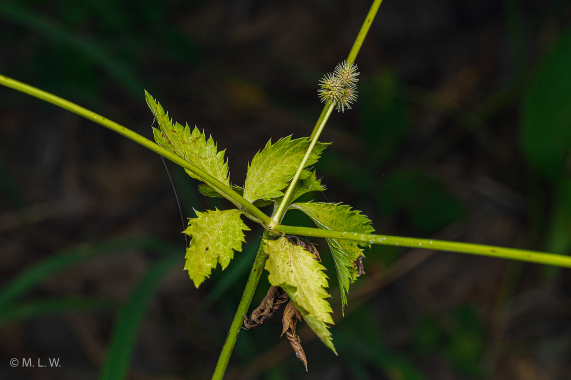 Sanicula canadensis Black Snakeroot Black Snakeroot,Sanicula canadensis