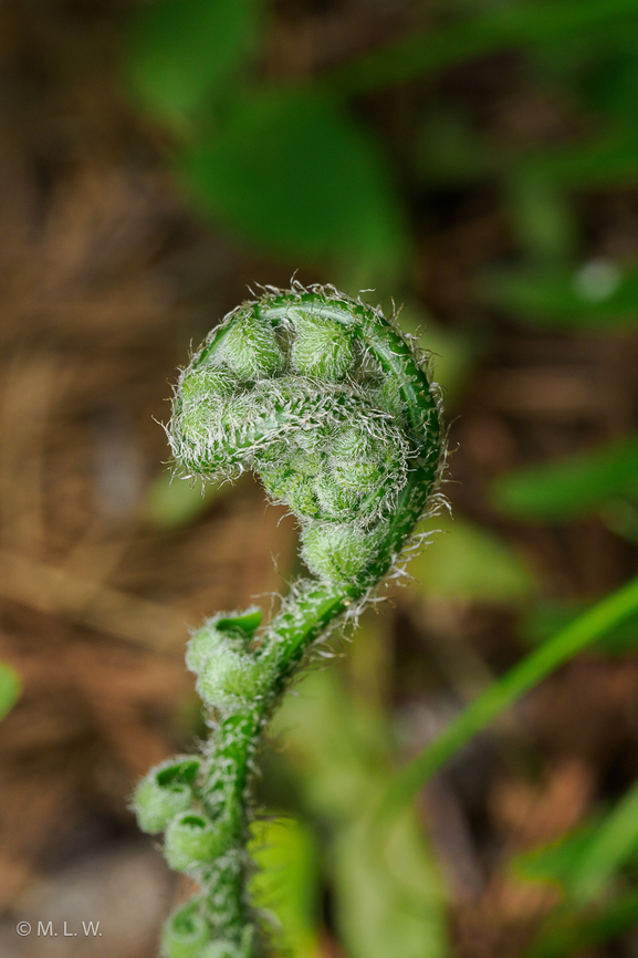 Polystichum acrostichoides Polystichum acrostichoides Christmas fern,Polystichum acrostichoides