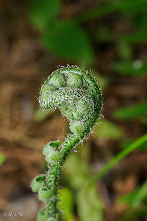 Polystichum acrostichoides Polystichum acrostichoides Christmas fern,Polystichum acrostichoides