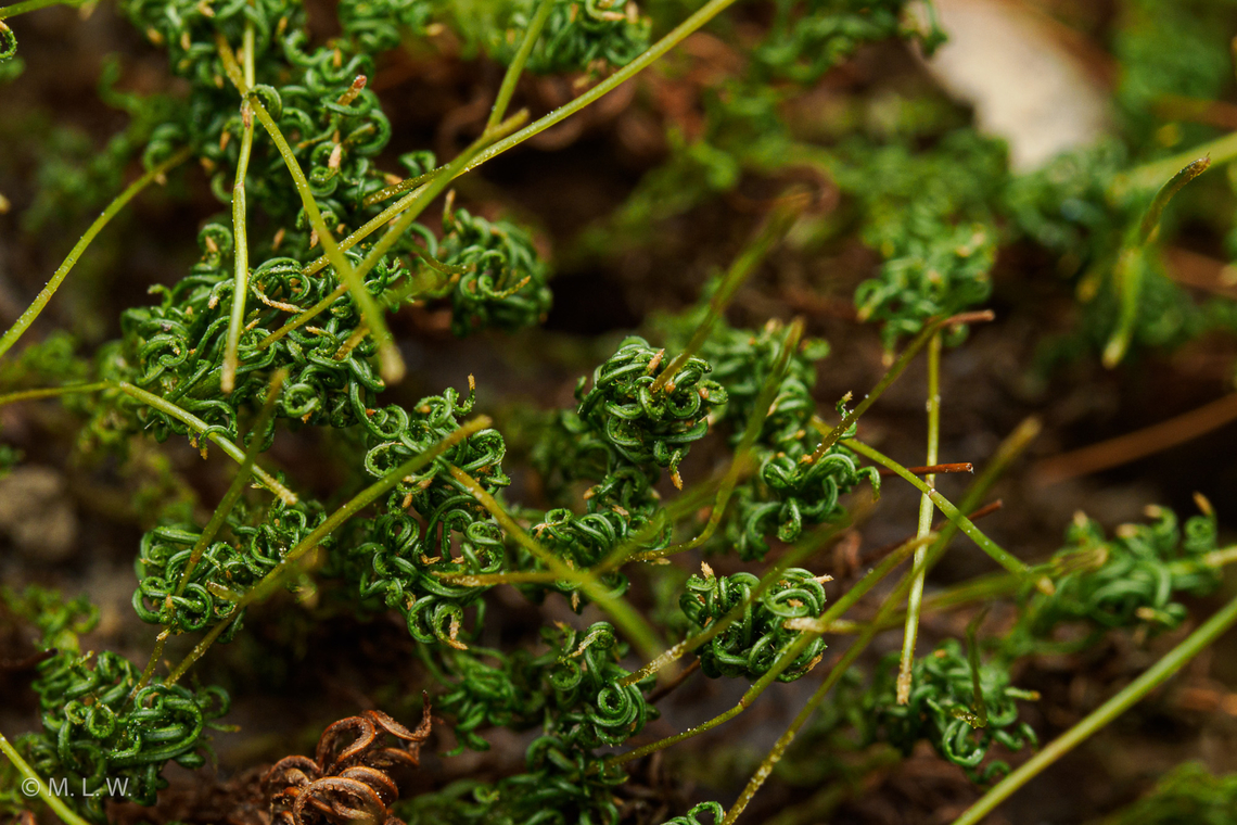Atrichum angustatum Lesser Smoothcap  Atrichum angustatum,Lesser Smoothcap