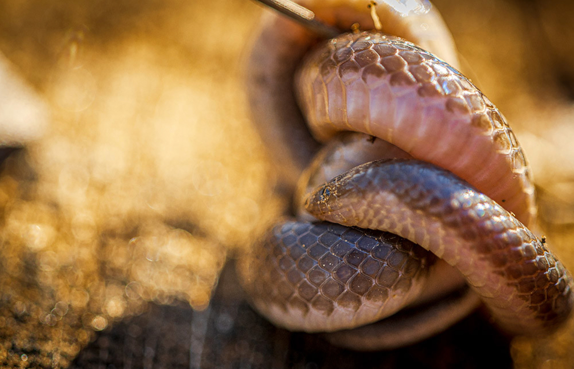 Carphophis amoenus Eastern Worm Snake Carphophis amoenus,Eastern Worm Snake