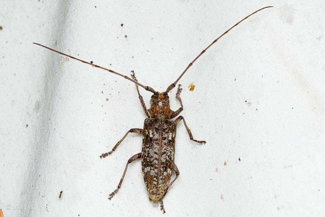 Monochamus titillator Southern Pine Sawyer Monochamus titillator,Southern Pine Sawyer