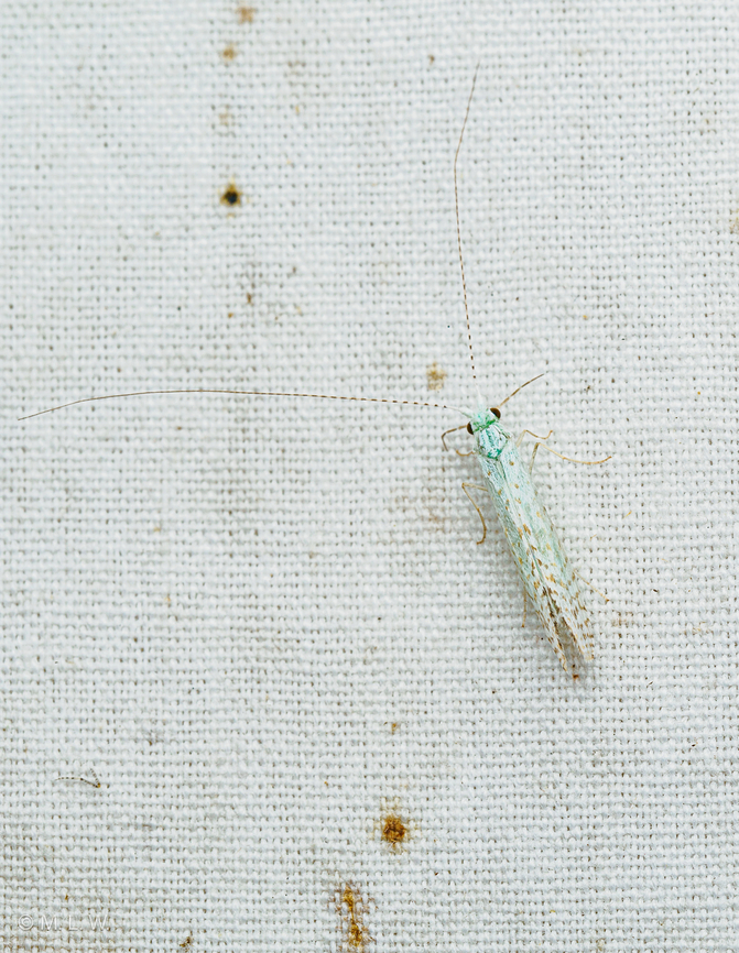 Nectopsyche candida Radiant Long-horned Caddisfly  Nectopsyche candida,Radiant Long-horned Caddisfly