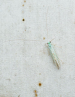 Nectopsyche candida Radiant Long-horned Caddisfly  Nectopsyche candida,Radiant Long-horned Caddisfly