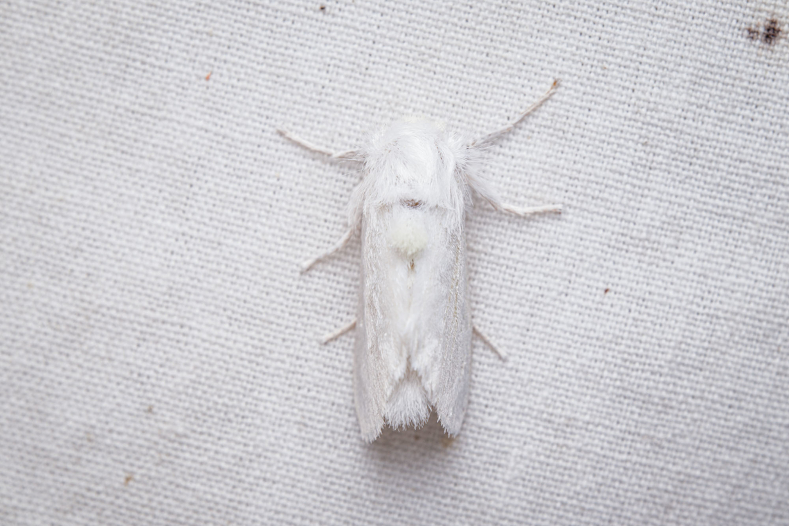 Norape cretata Norape cretata Norape cretata