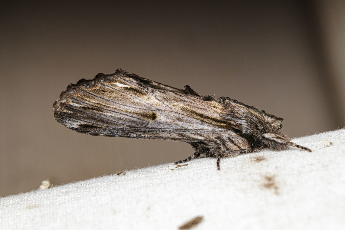 Ianassa lignicolor White-streaked Prominent  Ianassa lignicolor,White-streaked Prominent