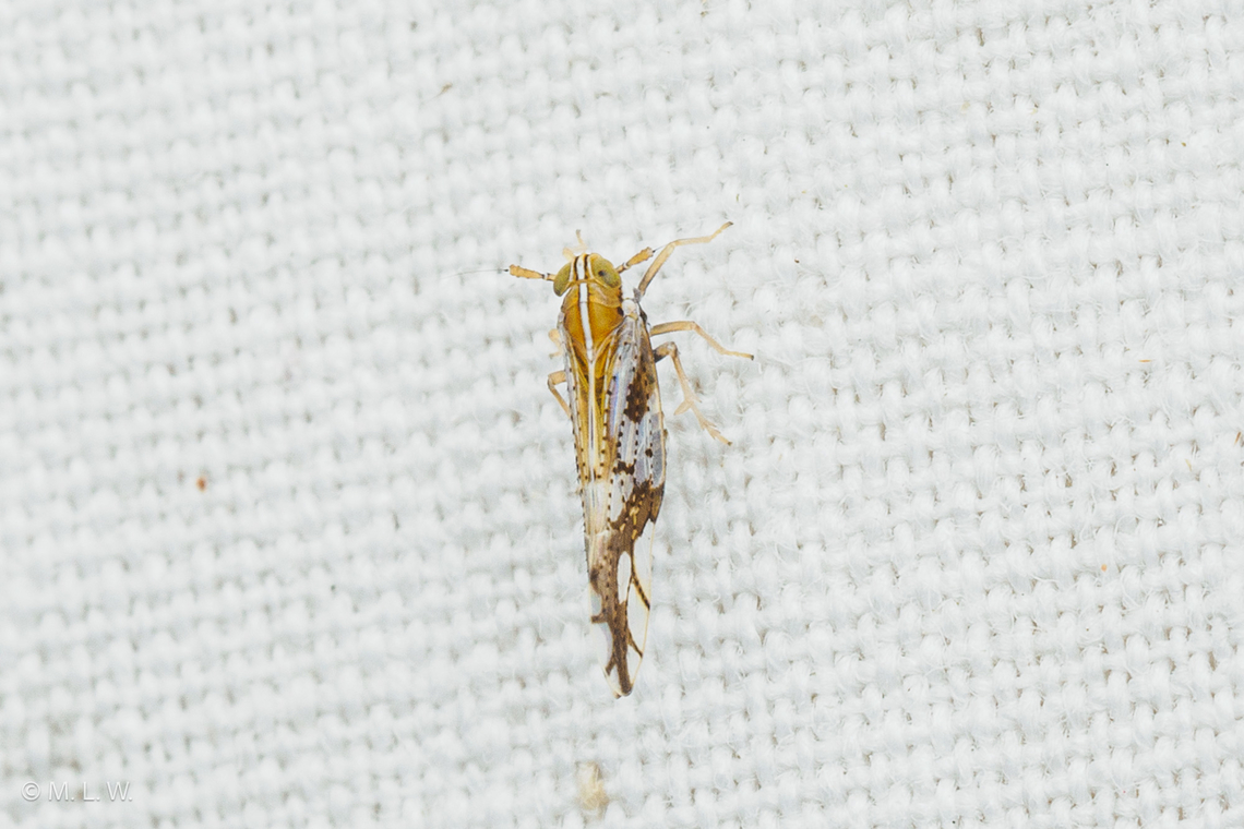 Liburniella ornata Ornate Planthopper Liburniella ornata,Ornate Planthopper