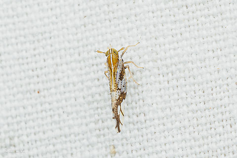 Liburniella ornata Ornate Planthopper Liburniella ornata,Ornate Planthopper