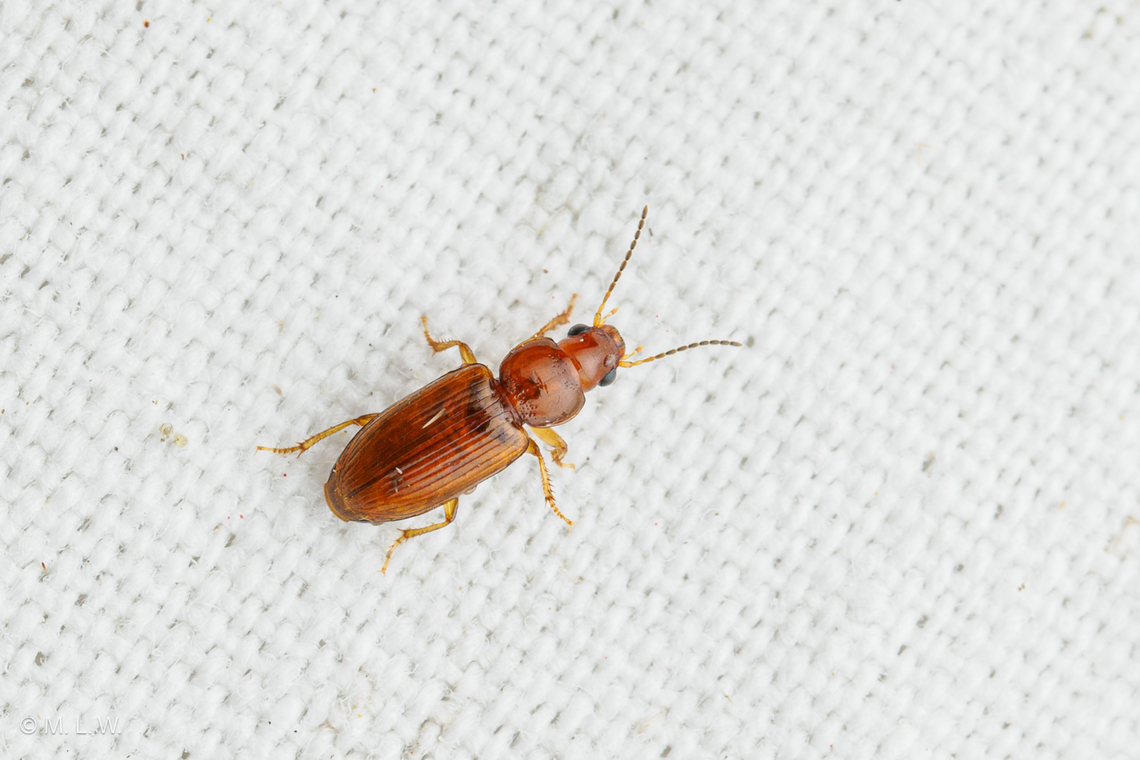Acupalpus testaceus Acupalpus testaceus is a species of ground beetle in the family Carabidae. It is found in North America.  Acupalpus testaceus