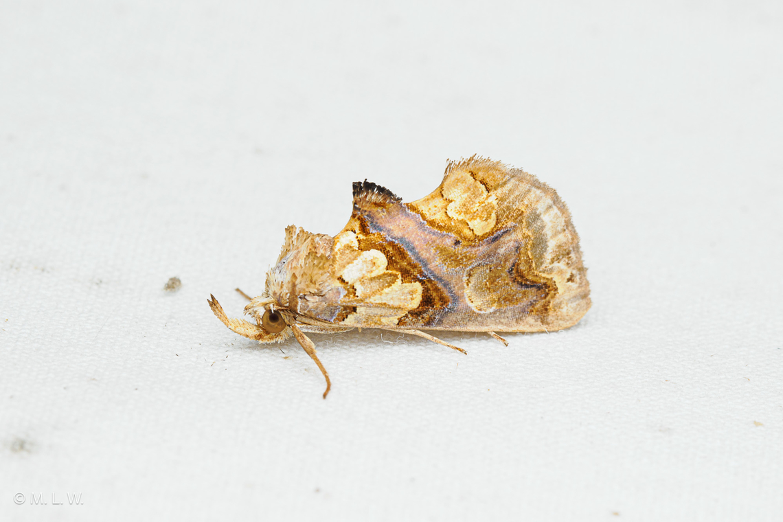 Plusiodonta compressipalpis Moonseed moth Moonseed moth,Plusiodonta compressipalpis