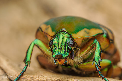 Cotinis nitida Common Green June Beetle Common Green June Beetle,Cotinis nitida