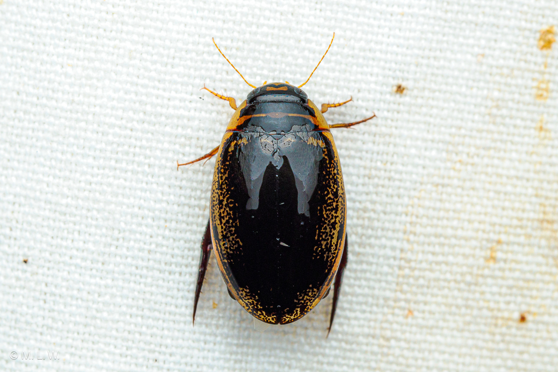 Thermonectus basillaris ssp. basillaris Thermonectus basillaris ssp. basillaris - a Predaceous Diving Beetle in the Family Dytiscidae Family Dytiscidae,Thermonectus basillaris ssp. basillaris