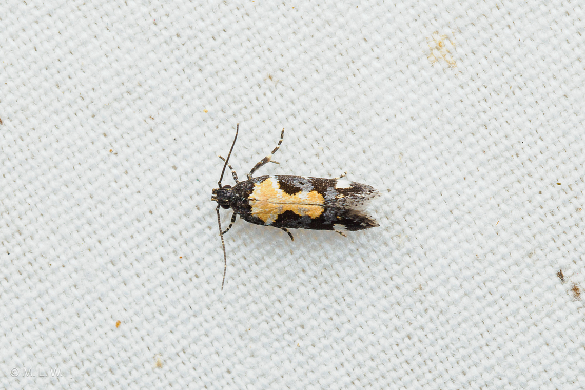 Stegasta bosqueella Red-necked Peanutworm Moth - Stegasta bosqueella Red-necked Peanutworm Moth,Stegasta bosqueella