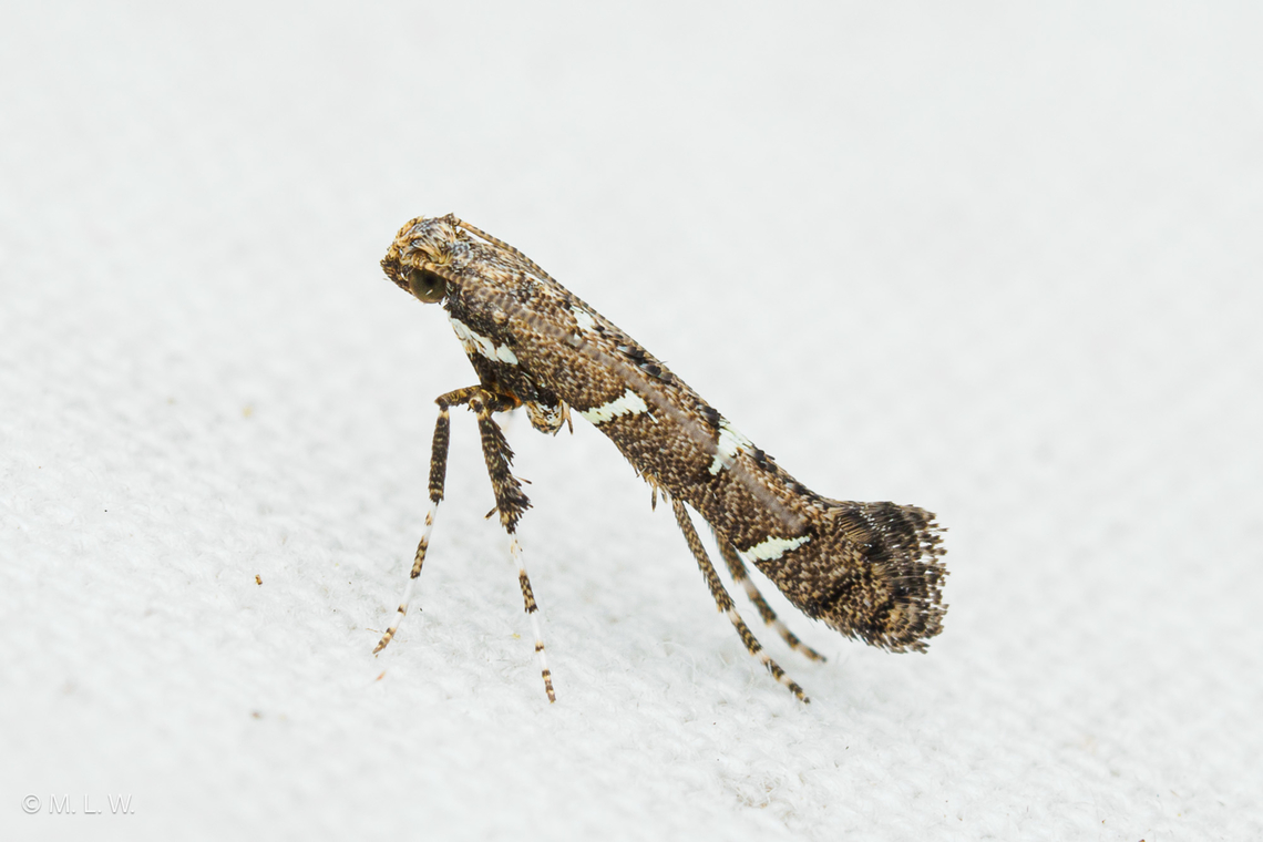 Caloptilia triadicae Chinese Tallow Leaf Miner Caloptilia triadicae,Chinese Tallow Leaf Miner