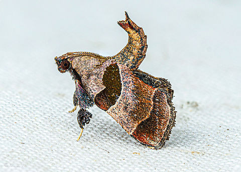 Tosale oviplagalis Dimorphic Tosale Moth - Tosale oviplagalis Dimorphic Tosale Moth,Tosale oviplagalis